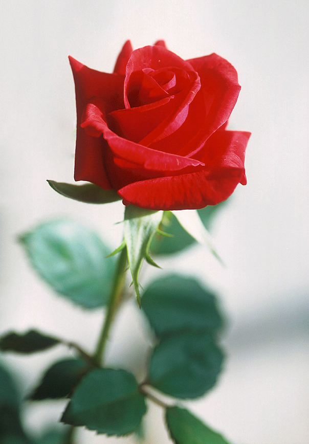 Red_rose